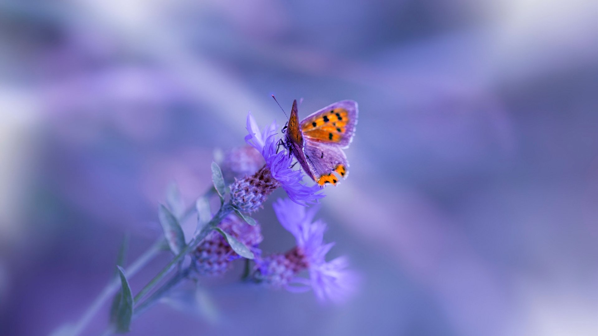 乐鱼体育app网址-CBA联赛推广篮球文化 吸引更多年轻球迷，cba篮球推荐分析