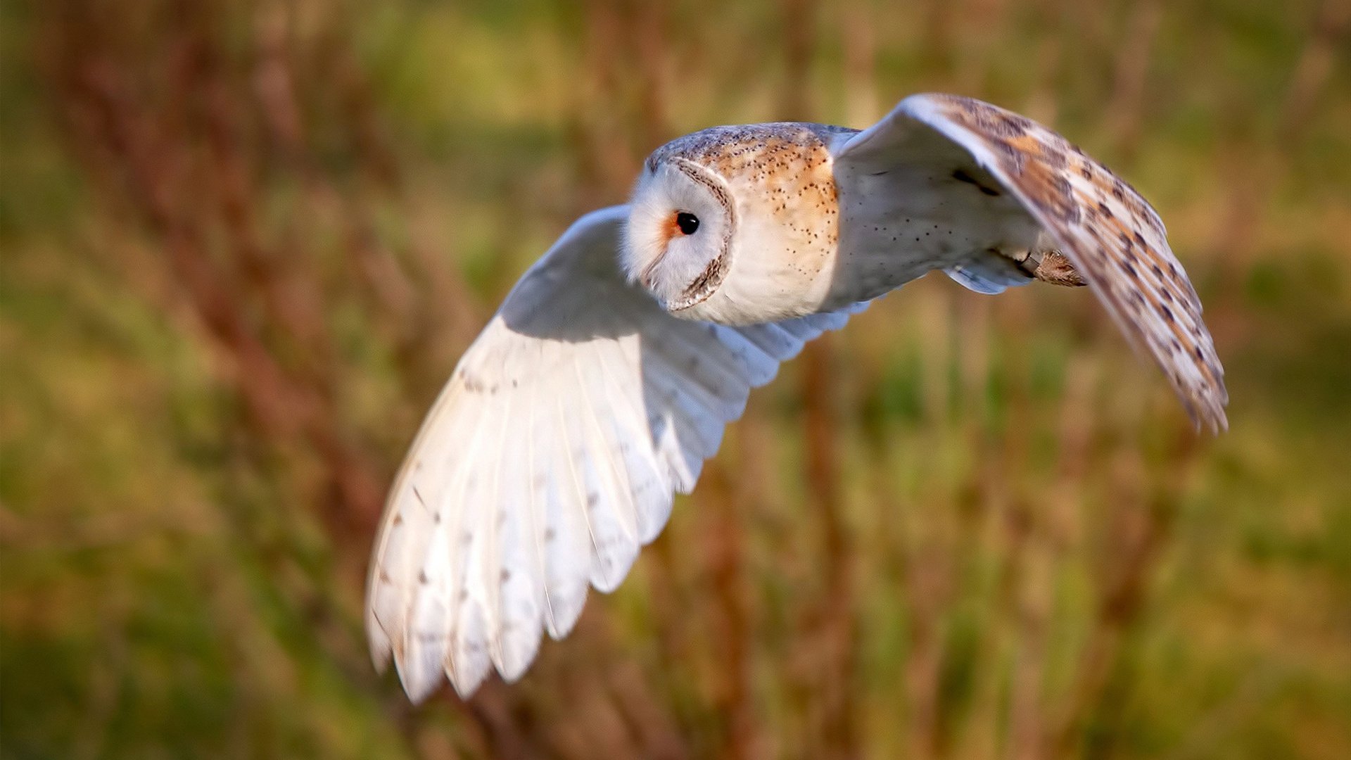 中国篮球历史回顾从五虎将到新时代核心,中国篮球历程