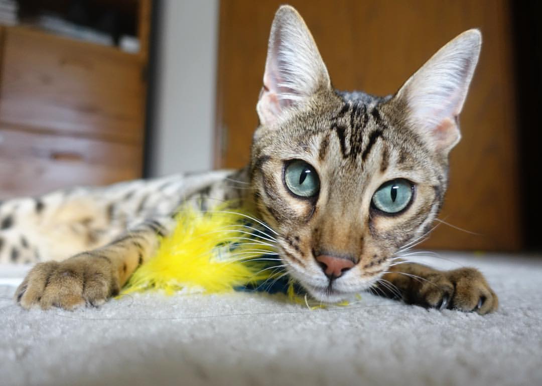 乐鱼体育-俱乐部青训人才流失严重，职业俱乐部青训梯队完整