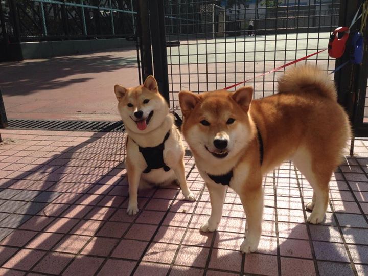 乐鱼体育app官网下载-北京鸭防守效率提升成为全联盟标杆，z型北京鸭