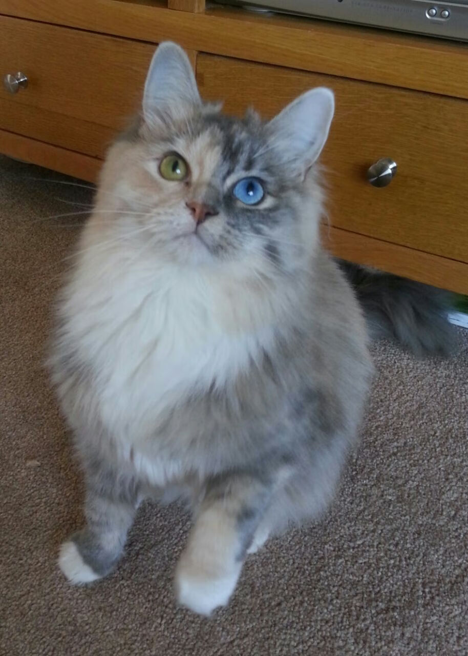 博卡缺乏边路速度型选手牵制拜仁后卫,博卡足球俱乐部新球衣