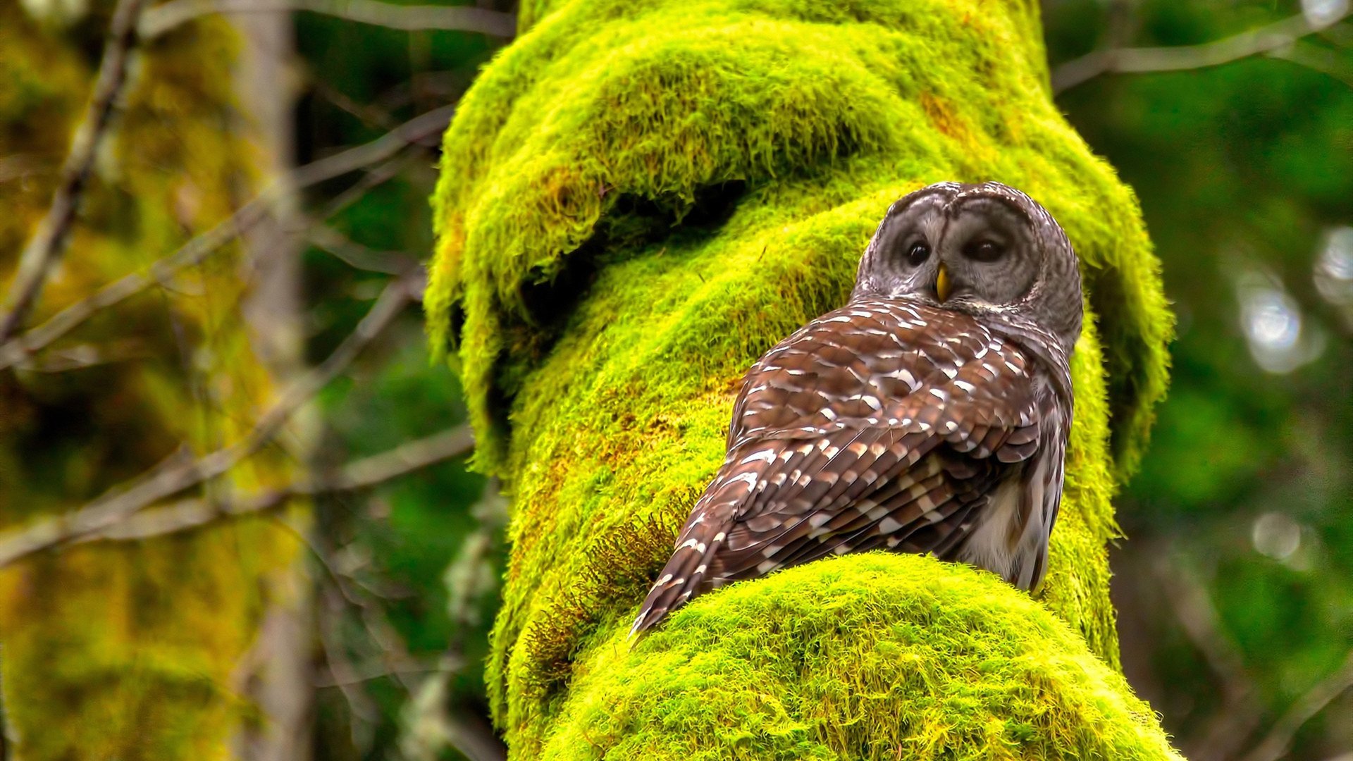 快节奏比赛中球星是否更容易失常，快节奏进攻