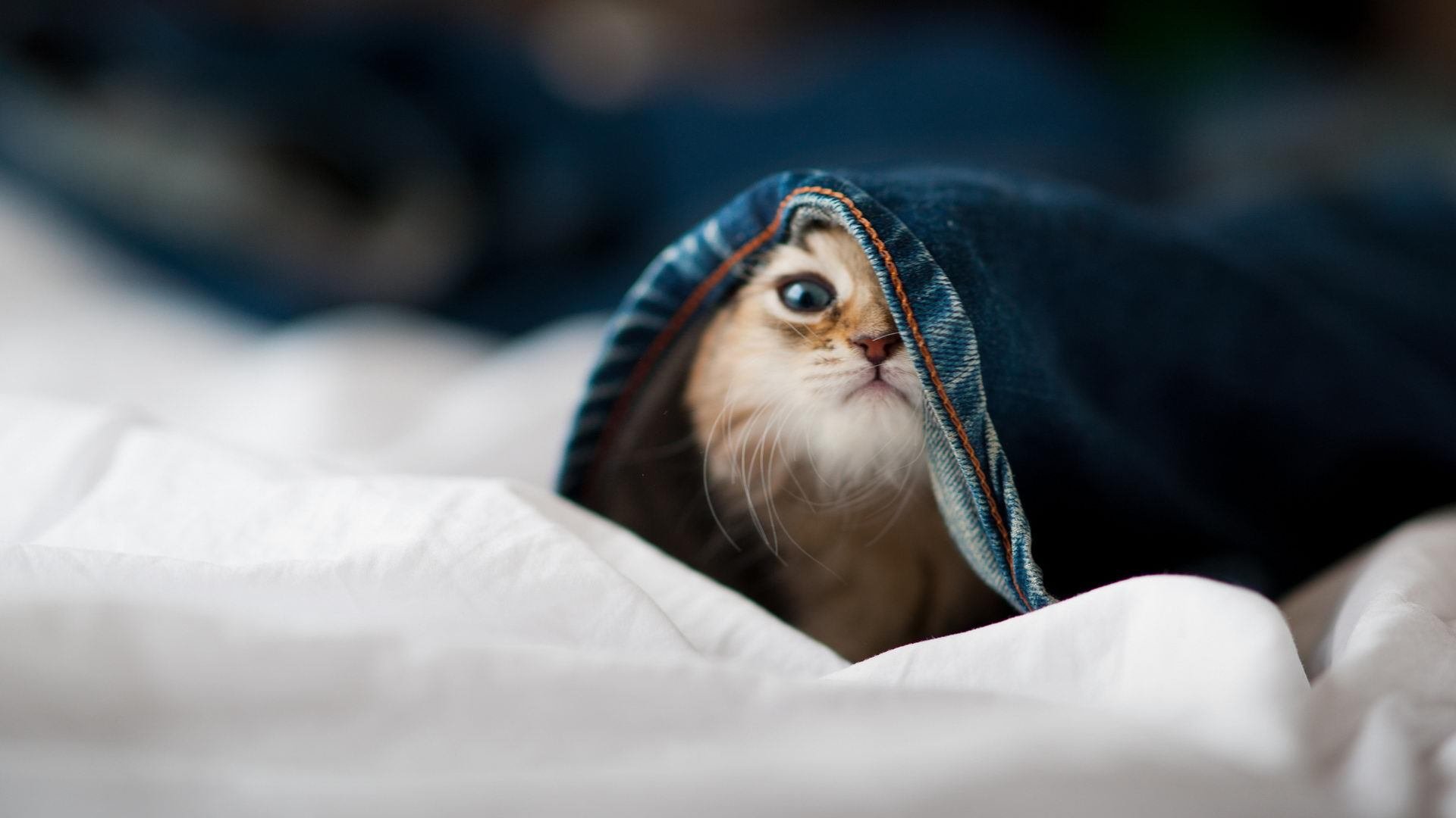 乐鱼体育网页登录-蒙彼利埃以体能优势拖垮对手节奏，蒙彼利埃球员名单