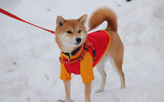丁俊晖称比赛是压力也是前进动力，丁俊晖名场面