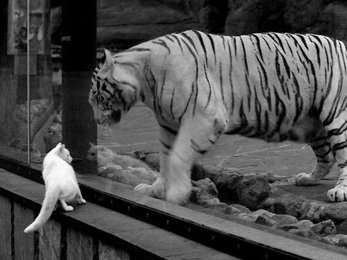 世界杯比赛中的战术变化趋势，世界杯比赛分析