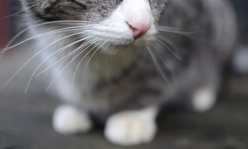 卡塔尔女篮在西亚锦标赛中夺冠，迈向未来